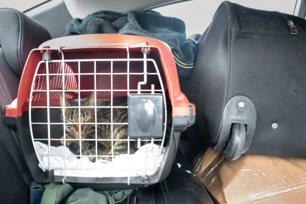 move with pets safely